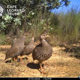 Cape francolin